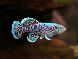 Nothobranchius Eggersi Pairs (Males and females )