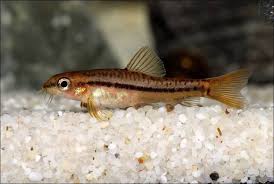 Loach-Rosy