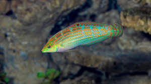 Adorned Wrasse
