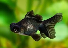 FRESHWATER FISH