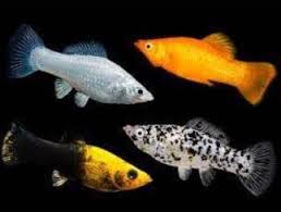 Assorted Molly Large