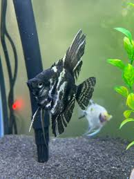Angel-Black Marble