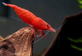 Shrimp-Red Fire