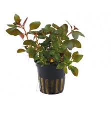 Kaiser Aquatics Ludwigia Repens