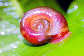 Pink Ramshorn Snail