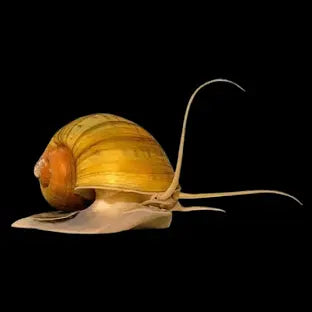 Gold apple snails XL