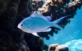 Chromis XL 50mm+-