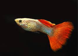 Bio-Secure Bred Red Lace Guppy