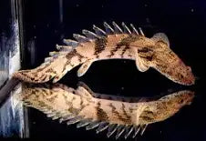 Polypterus-Endlicheri 18-25cm