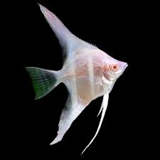 Angel-Albino Manacapuru(60-70mm)