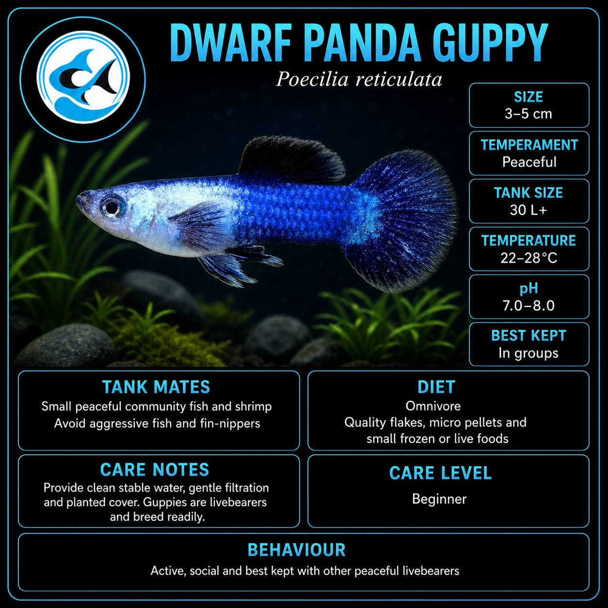 Guppy-Panda Dwarf