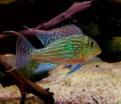 Geophagus Sveni