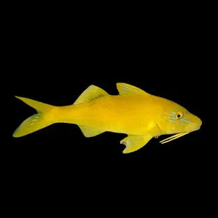 Yellow Goatfish
