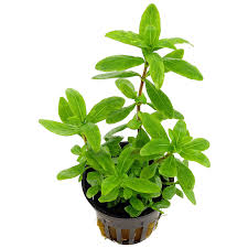 Kaiser Aquatics Hygrophila Polysperma