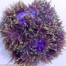 magnifica Anemone