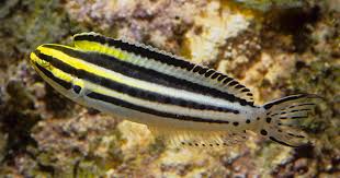 Striped Fang Blenny