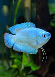 Gourami-Dwarf Cobalt Blue