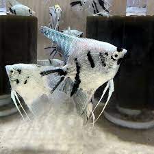 Angel-Panda