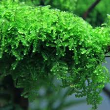 Stoffels Vesicularia ferrieri ‘Weeping Moss’ in-vitro