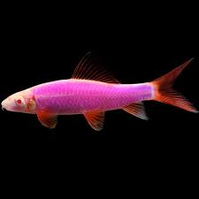 Fluorescent Rainbow Shark(60-80mm)