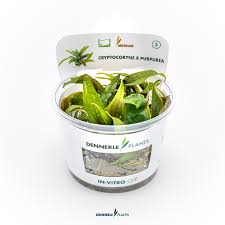 Dennerle Plants Cryptocoryne x purpurea, In-Vitro