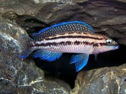 Cichlid-Julidochromis dickfeldi(40-50mm)