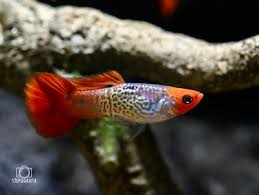 Guppy-Koi Cobra