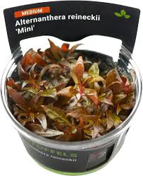 Stoffels Alternanthera reineckii ‘Mini’ in-vitro