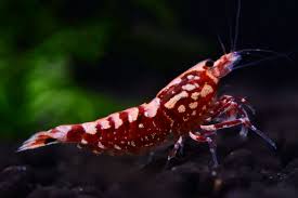Shrimp-Red Pinto