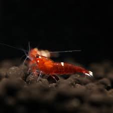 Shrimp-Red King Kong