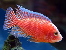 Peacock Cichlid(40-50mm)