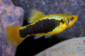 Platy-Black parrot