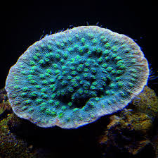 Hollywood Stunner Frags