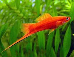 Swordtail-Red