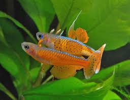 Rainbowfish-Paska's Blue Eye