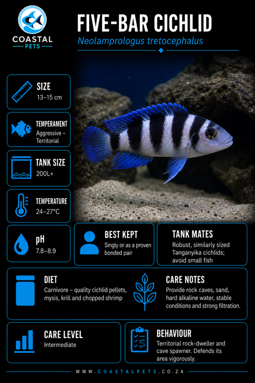 Cichlid-Fivebar Neolamprologus (39-50mm)