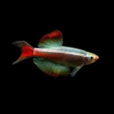 Longfin White Cloud Mountain Minnow