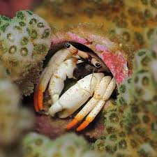 Flame-tip Hermit Crab
