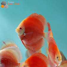 Discus-Red Melon(50mm)