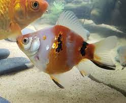 Goldfish-Nymph