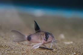 Corydoras-Longfin Panda