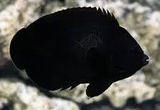 Midnight Angelfish