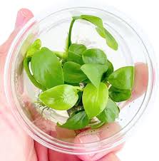 RTG Anubias Nana 'Gold' In Vitro