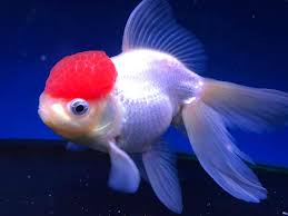 Oranda-Redcap (60-80mm)