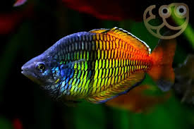 Boesemani Rainbowfish 80-90mm