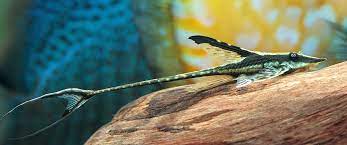 Royal Whiptail (4-5cm)