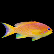 Goldie ( Lyertail Anthias ) XL 7-9cm