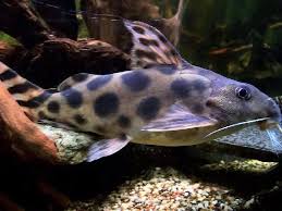 Catfish-Synodontis Decorus(120-150mm)