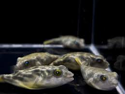Puffer-Fahaka