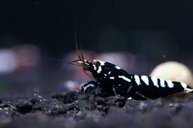 Black Galaxy Pinto Shrimp